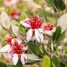 50 Seeds Pineapple Guava Seeds For Garden Planting Easy to Grow