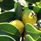 50 Seeds Lemon Guava Seeds For Garden Planting Easy to Grow