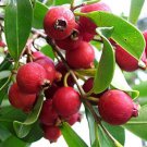 50 Seeds Strawberry Guava Seeds For Garden Planting Easy to Grow