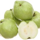 50 Seeds White Seedless Crystal Guava Seeds For Planting Easy to Grow