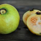 50 Seeds White Indian Guava Seeds For Garden Planting Easy to Grow