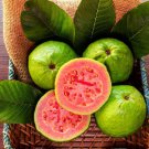 50 Seeds Ruby Supreme Guava Seeds For Garden Planting Easy to Grow