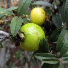 50 Seeds Psidium Guajava Nana Guava Seeds For Garden Planting Easy to Grow