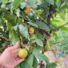 50 Seeds Patricia Guava Seeds For Garden Planting Easy to Grow