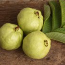 50 Seeds Lucknow 49 Guava Seeds For Garden Planting Easy to Grow