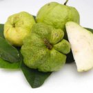 50 Seeds Indonesian Seedless Guava Seeds For Garden Planting Easy to Grow
