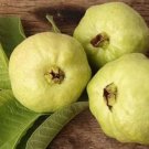 50 Seeds Detwiler Guava Seeds For Garden Planting Easy to Grow
