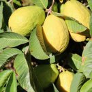 50 Seeds Beaumont Guava Seeds For Garden Planting Easy to Grow