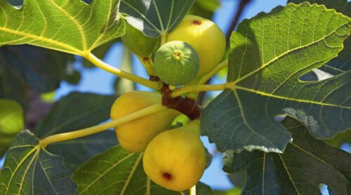 100 Seeds Yellow Long Neck Fig Seeds For Garden Planting Easy to Grow