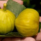 100 Seeds Smith Fig Seeds For Garden Planting Easy to Grow