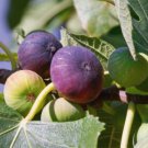 100 Seeds Ronde De Bordeaux Fig Seeds For Garden Planting Easy to Grow