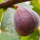 100 Seeds Olympian Fig Seeds For Garden Planting Easy to Grow