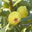 100 Seeds Marseille Fig Seeds For Garden Planting Easy to Grow