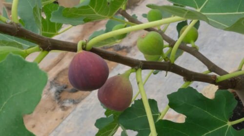 100 Seeds Little Ruby Fig Seeds For Garden Planting Easy to Grow