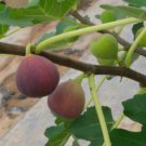 100 Seeds Little Ruby Fig Seeds For Garden Planting Easy to Grow