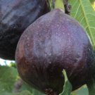 100 Seeds Ischia Black Fig Seeds For Garden Planting Easy to Grow