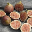 100 Seeds Florea Fig Seeds For Garden Planting Easy to Grow