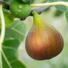 100 Seeds Flanders Fig Seeds For Garden Planting Easy to Grow