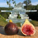 100 Seeds Black Madeira Fig Seeds For Garden Planting Easy to Grow
