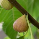 100 Seeds Atreano Fig Seeds For Garden Planting Easy to Grow