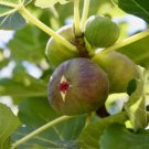 100 Seeds Alma Fig Seeds For Garden Planting Easy to Grow