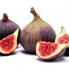 100 Seeds Texas Blue Giant Fig Seeds For Garden Planting Easy to Grow