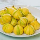 100 Seeds Panache Tiger Stripe Fig Seeds For Garden Planting Easy to Grow