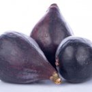 100 Seeds Lsu Gold Fig Seeds For Garden Planting Easy to Grow