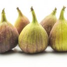 100 Seeds Kadota White Fig Seeds For Garden Planting Easy to Grow