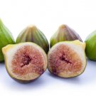 100 Seeds Florentine Fico Bianco Fig Seeds Garden Planting Easy to Grow