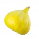 100 Seeds Desert King Fig Seeds For Garden Planting Easy to Grow