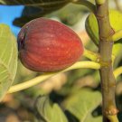 100 Seeds Calimyrna Fig Seeds For Garden Planting Easy to Grow
