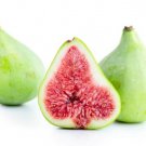 100 Seeds Adriatic Lattarula Fig Seeds For Garden Planting Easy to Grow