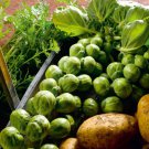 500 Seeds Nelson F1 Brsels Sprouts Seeds For Garden Planting Easy to Grow