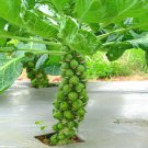 500 Seeds Diablo Brsels Sprouts Seeds For Garden Planting Easy to Grow