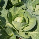500 Seeds Earliana Cabbage Seeds For Garden Planting Easy to Grow