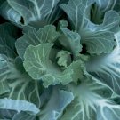 500 Seeds Portuguese Cabbage Seeds For Garden Planting Easy to Grow