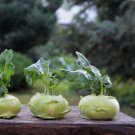 500 Seeds Kohlrabcabbage Seeds For Garden Planting Easy to Grow