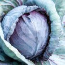 500 Seeds Stonehead Cabbage Seeds For Garden Planting Easy to Grow
