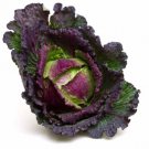 500 Seeds January King Cabbage Seeds For Garden Planting Easy to Grow