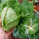 500 Seeds Copenhagen Market Danish Ballhead Cabbage Seeds Easy to Grow