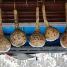 25 Seeds Dipper Gourd Squash Seeds For Garden Planting Easy to Grow