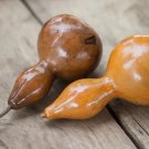 25 Seeds Bottle Gourd Squash Seeds For Garden Planting Easy to Grow