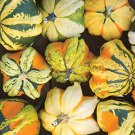 25 Seeds Daisy Gourd Squash Seeds For Garden Planting Easy to Grow