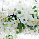 25 Seeds Sugar Tyme Crabapple Seeds For Garden Planting Easy to Grow