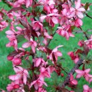 25 Seeds Royal Raindrops Crabapple Seeds For Garden Planting Easy to Grow