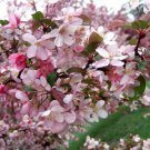 25 Seeds Robinson Crabapple Seeds For Garden Planting Easy to Grow