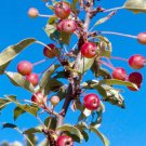 25 Seeds Adirondack Crabapple Seeds For Garden Planting Easy to Grow
