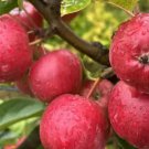 25 Seeds Wickson Crabapple Seeds For Garden Planting Easy to Grow