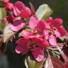 25 Seeds Scarlett Crabapple Seeds For Garden Planting Easy to Grow